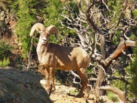 Aggressive Bighorn